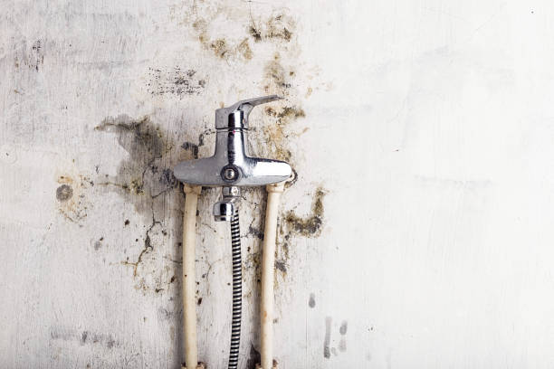 Best Residential Mold Remediation in Vienna, GA