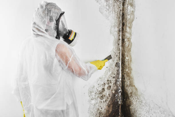 Best HVAC Mold Remediation in Vienna, GA