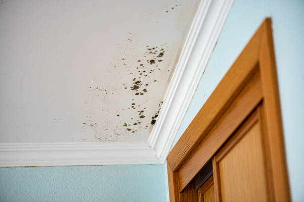 Best Kitchen Mold Remediation in Vienna, GA