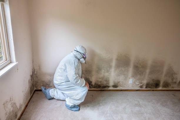 Best Insurance-Related Mold Remediation in Vienna, GA