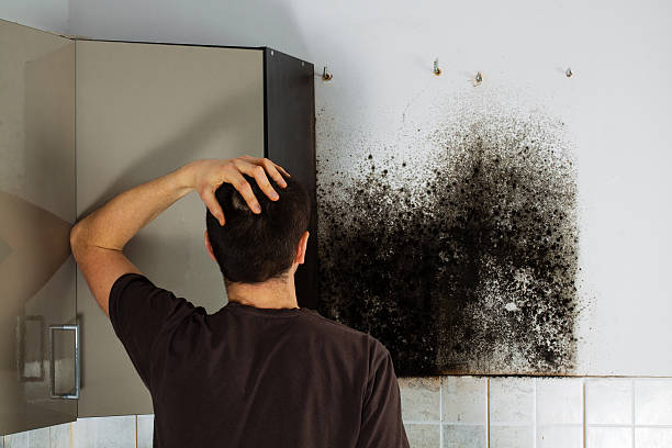 Best Emergency Mold Remediation in Vienna, GA