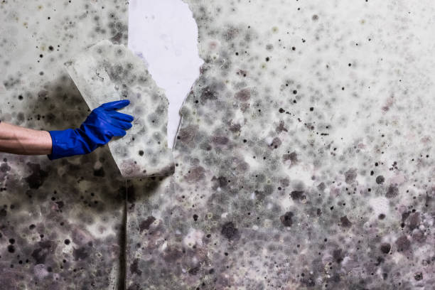Best Emergency Mold Remediation in Vienna, GA