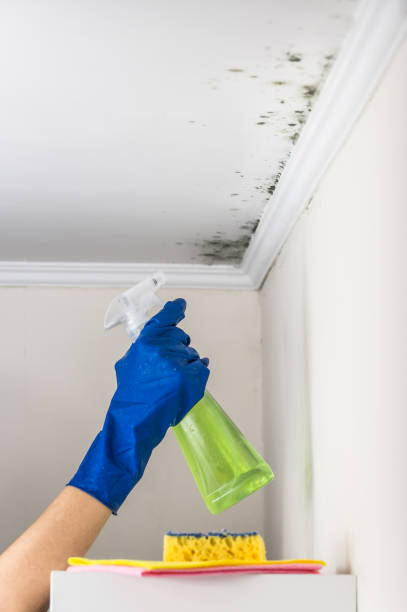 Best Basement Mold Remediation in Vienna, GA