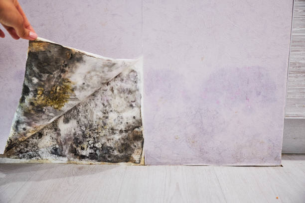 Best Residential Mold Remediation in Vienna, GA